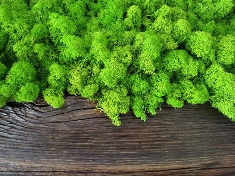 Obrazy- mech chrobotek