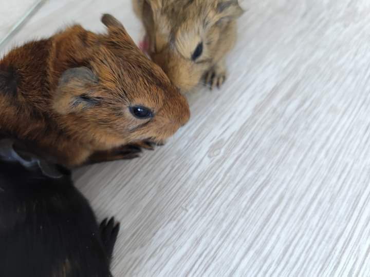 W dobre ręce małe świnki morskie