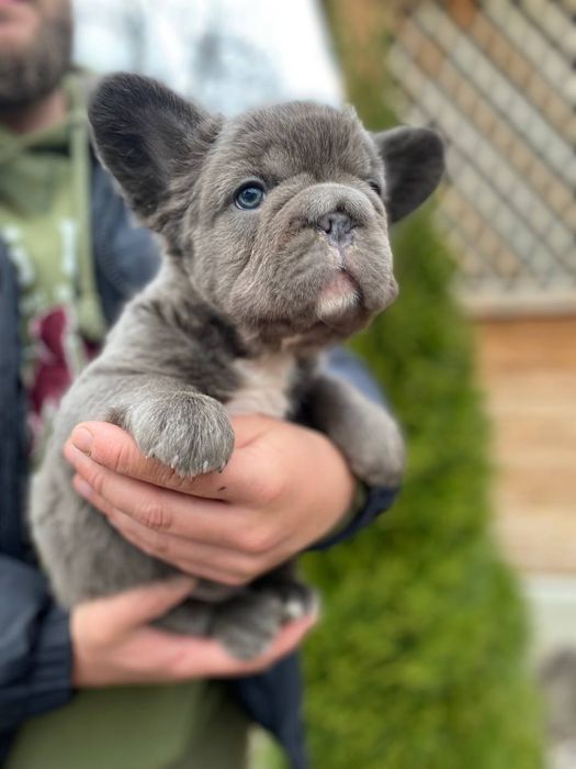 Флафі французький бульдог єкзотік