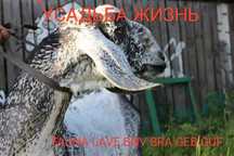 Козы,козлята 100% Англо-нубийские.