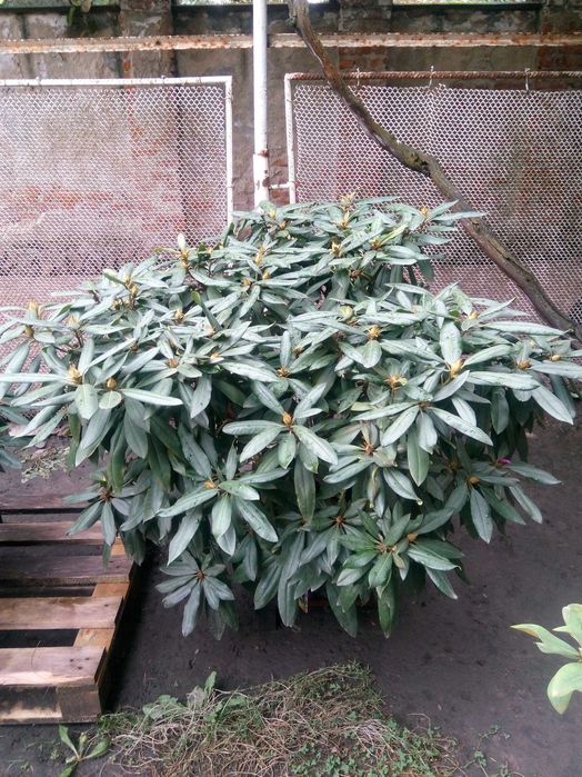 Рододендрон \Mogambo\ вис 120-140см\Крупномiр\12500гр.