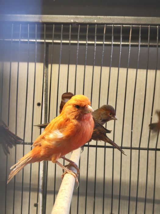 Kanarki z własnej hodowli. Samce