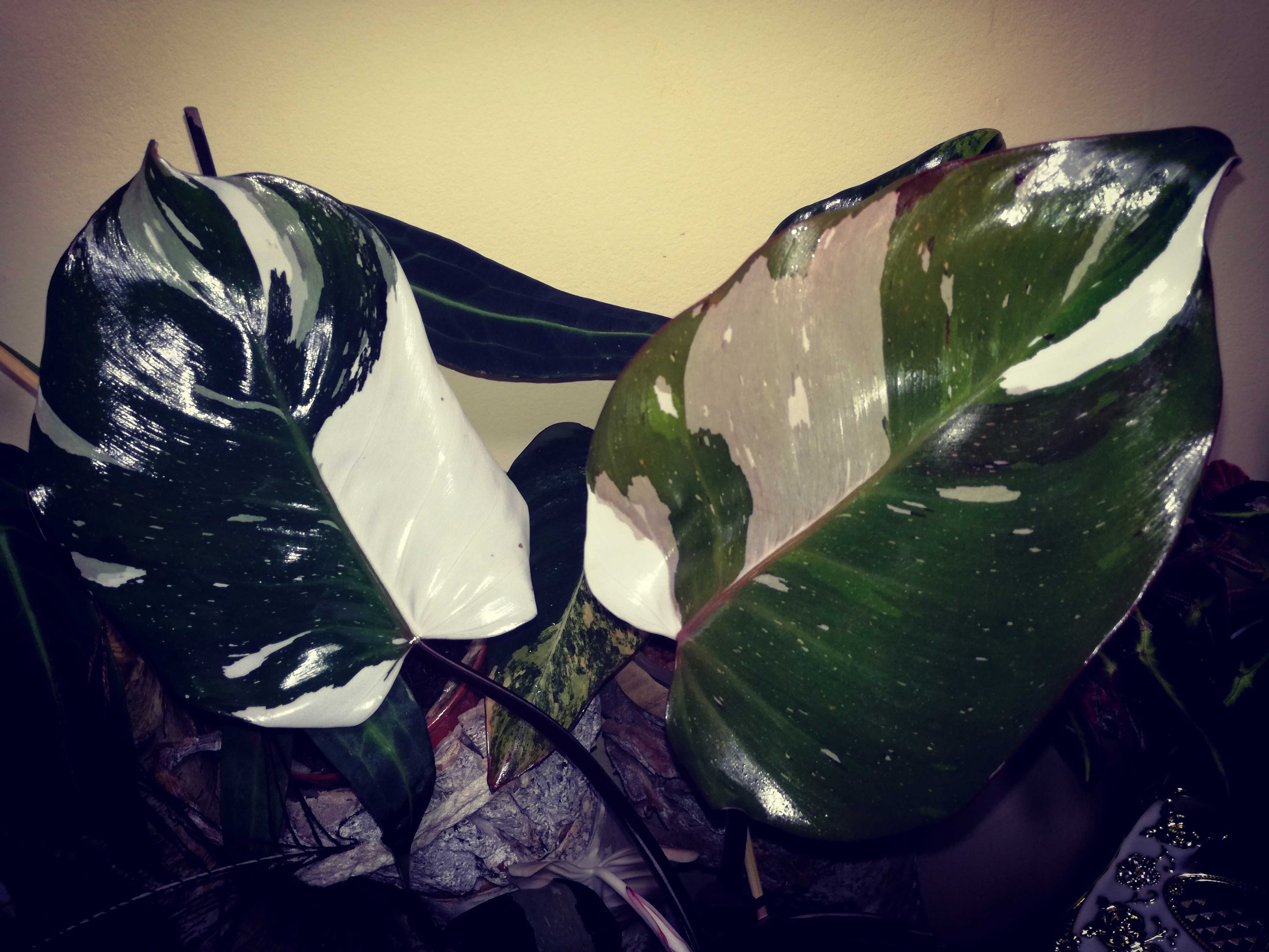 Philodendron Red Anderson Variegata Filodendron roślina NOWY