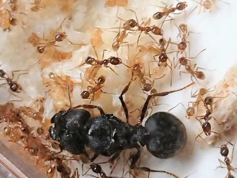 Pheidole sinica экзотические муравьи с формикарием ферма мурахи