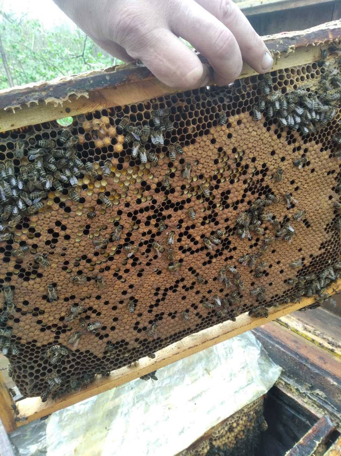 продам бджолопакети