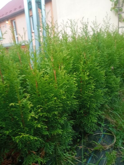 Thuje thuja SZMARAGD tuje tuja 70 cm