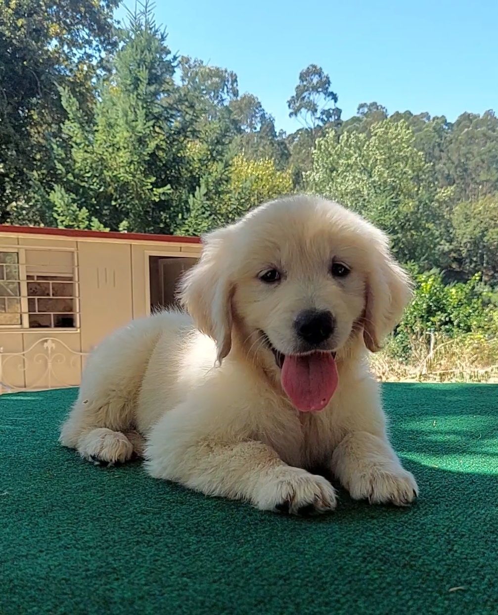 Golden Retriever