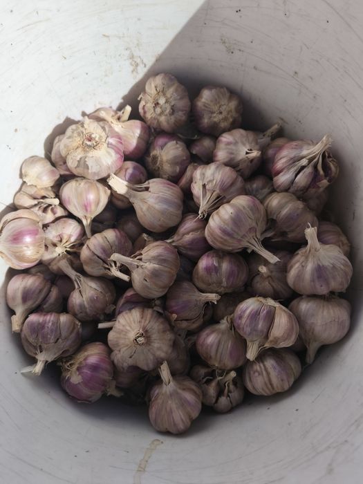 Czosnek zimowy 2025 50kg