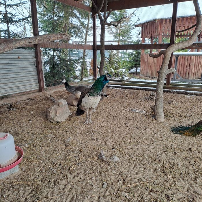 Sprzedam pawia samca