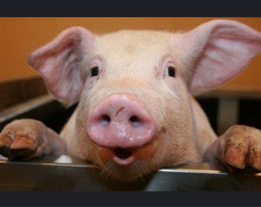 Свинi жива вага бекон