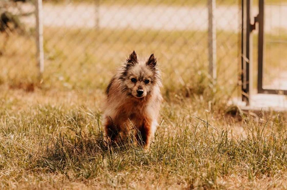 Brakuje mi kogoś kto pozwoli mi być jego psim przyjacielem - Simba