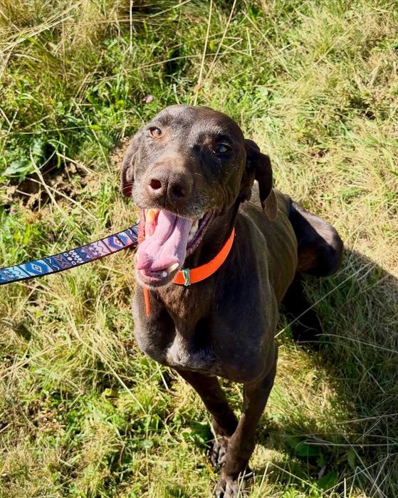 Ора, курцхаар, шукає дім