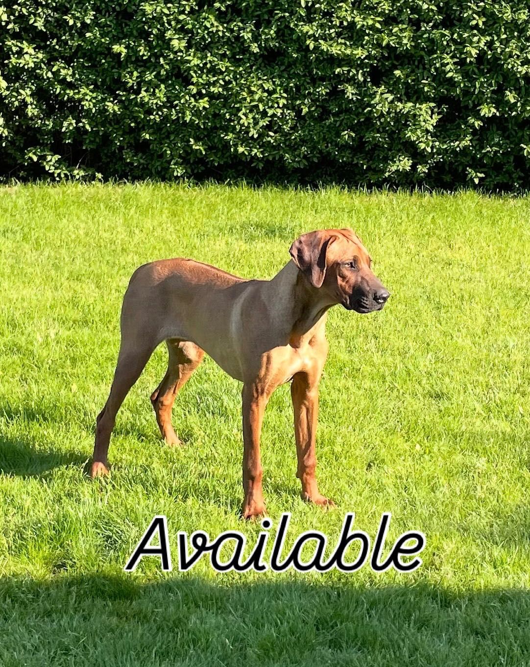 Rhodesian Ridgeback LIKWIDACJA HODOWLI HURYS wybitnie wystawowa suczka