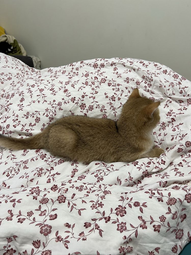 Котята британские золотые