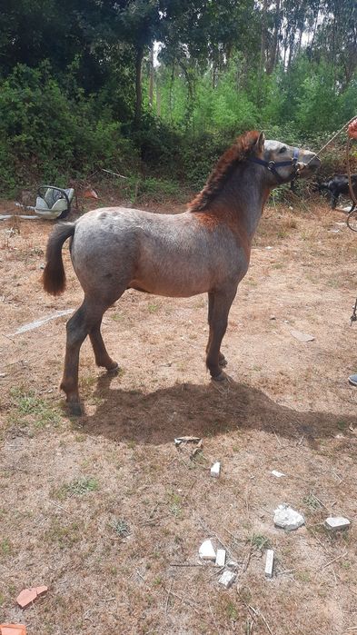 Ponei Apaluso a fazer um ano