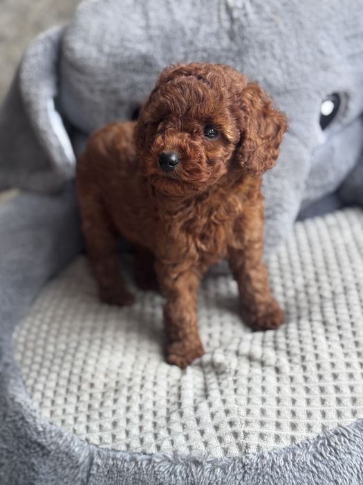 Pudel Toy Red - piesek ;)