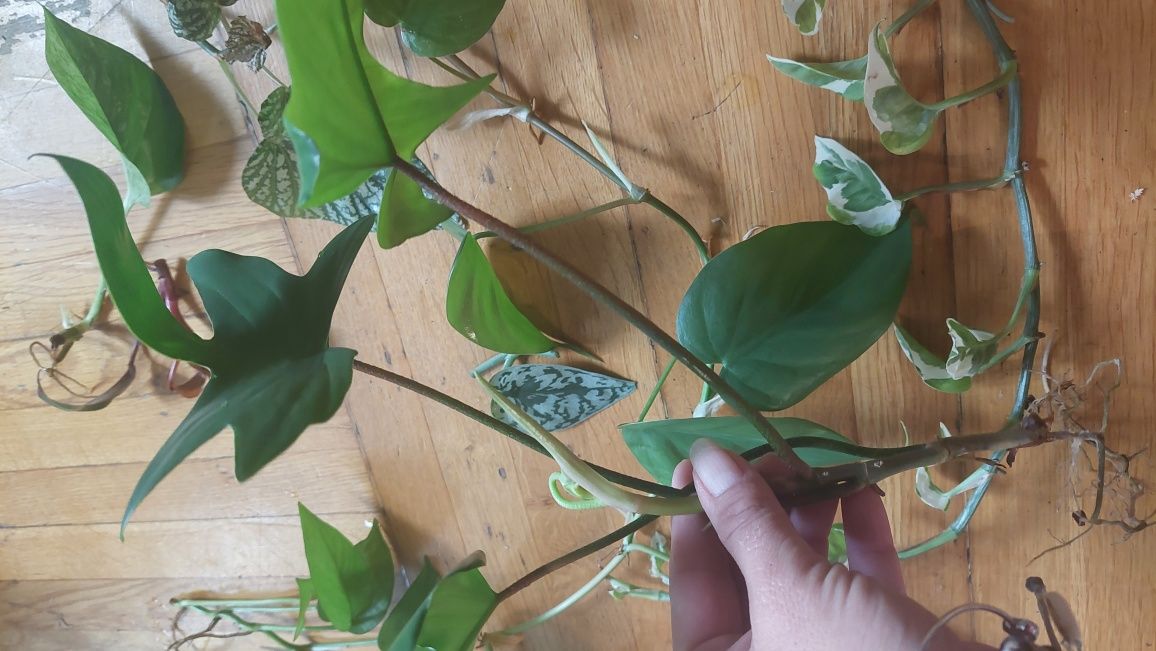 Zestaw roślin, begonia, philodendron, epipremnum