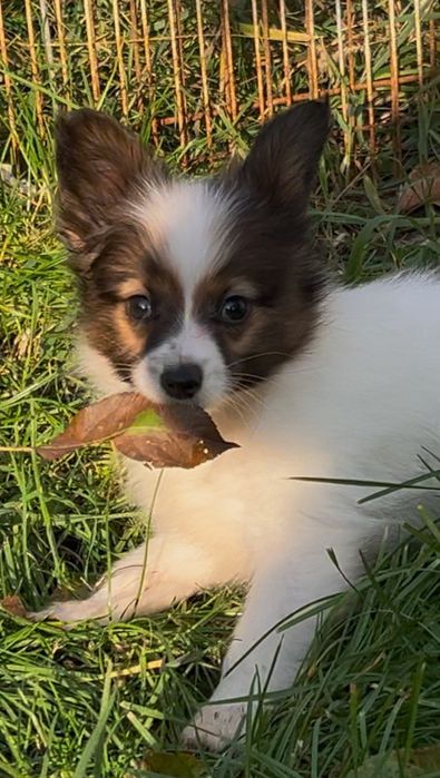 Щенки самой компанейской и красивой собачки папильон