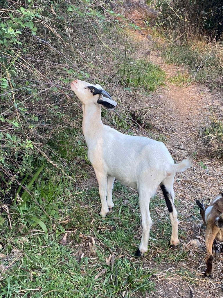 Cabras anãs machos e fêmeas