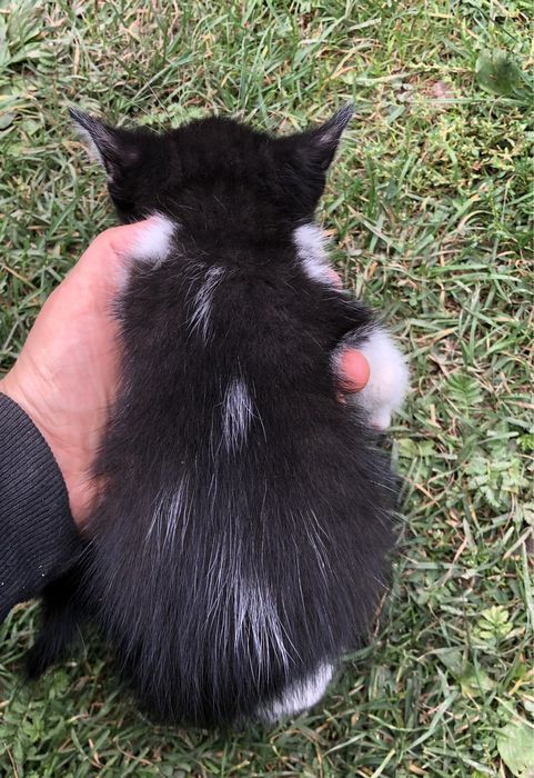 Кошенята в добрі руки Котенята Котики Кіт Киця