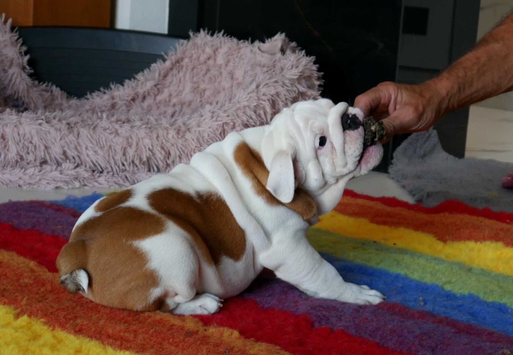 Buldog angielski ZKwP, Rodowód Międzynarodowy FCI suczka UNIQUE BEAUTY