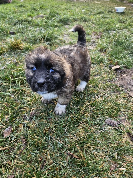 Oddam pieski w dobre rece. Odrobaczone