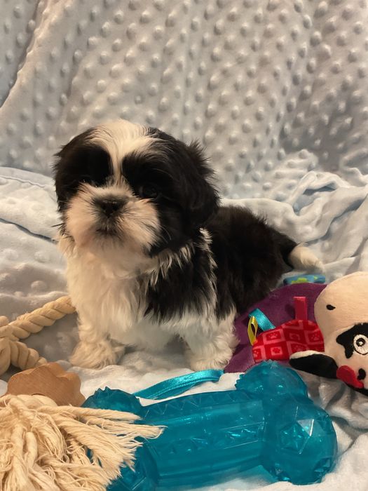 Shih - tzu Salonowe Pieski Czekoladowe