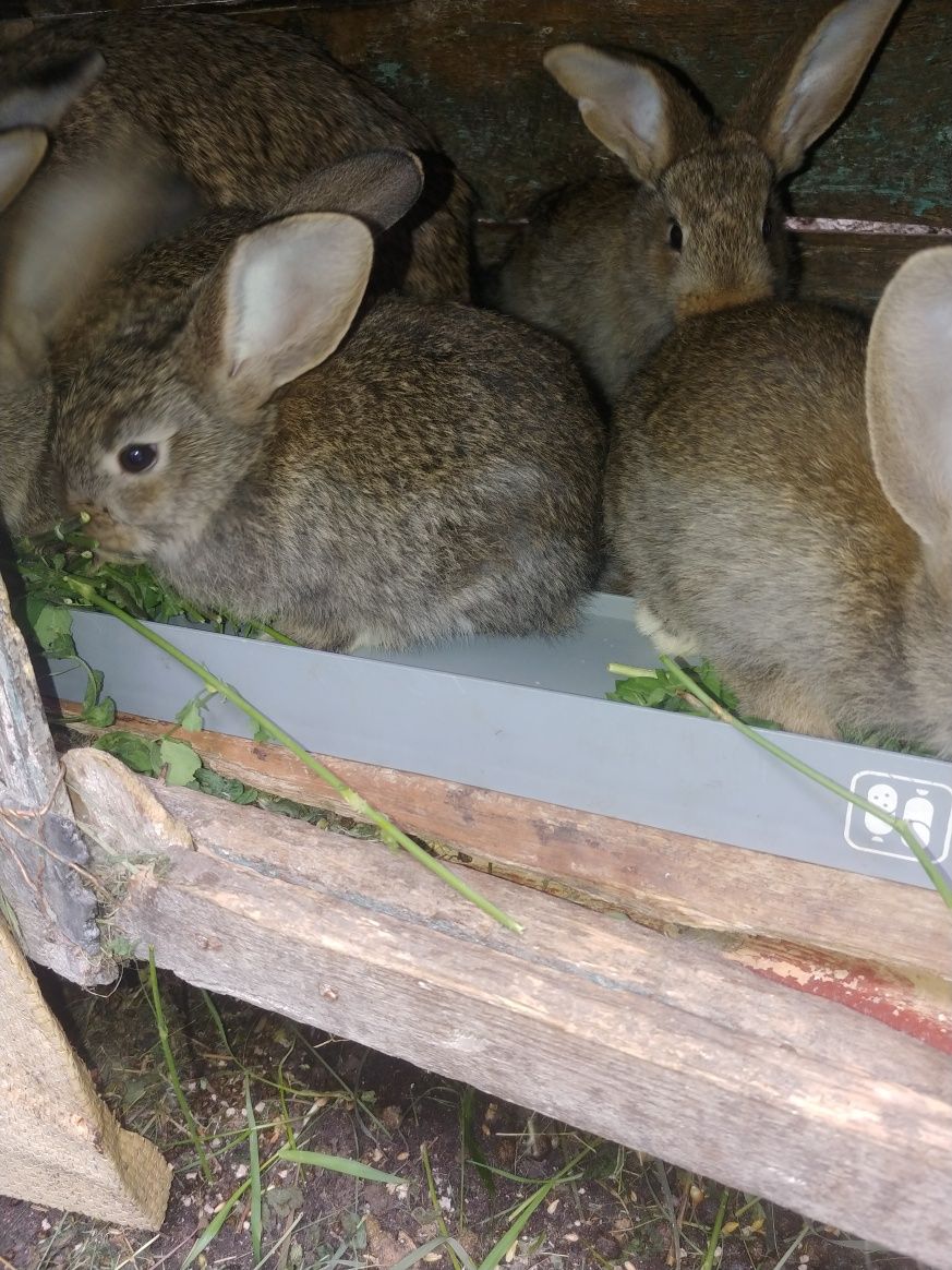 Продам кроликов Днепр