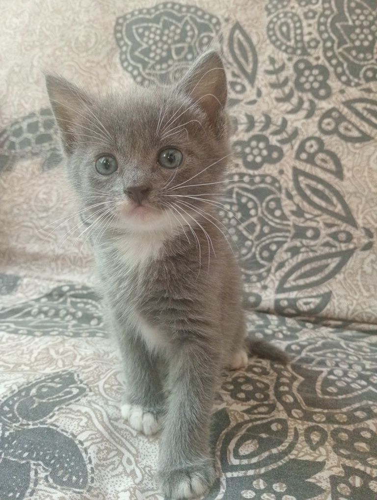 Котики в добрі руки