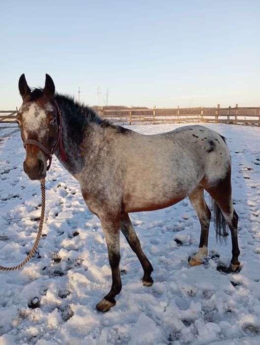 Sprzedam Piękną Klacz
