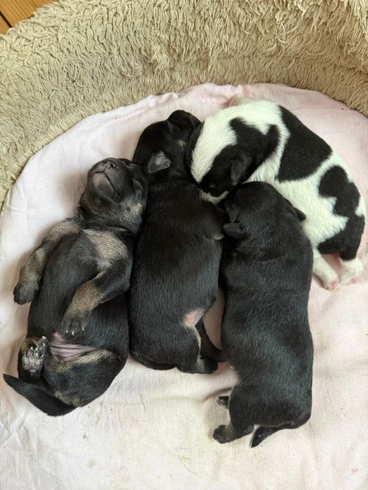 Cudowne szczeniaczki szukają domu