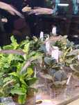 Bucephalandra (koszyk) MASSON