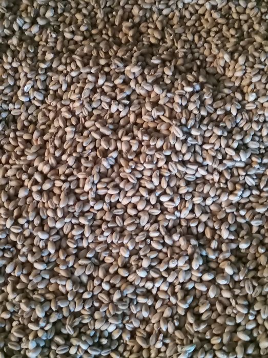 Pszenica czyszczona Petras, Wilejka, Mewa