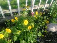 Omieg wschodni żółta stokrotka kwiaty wiosenne