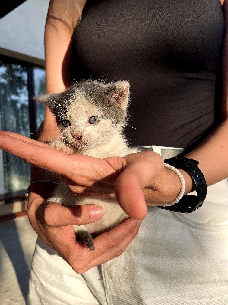 Віддам у добрі руки двох кошенят