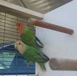Casal agapornis roseicollis sexado