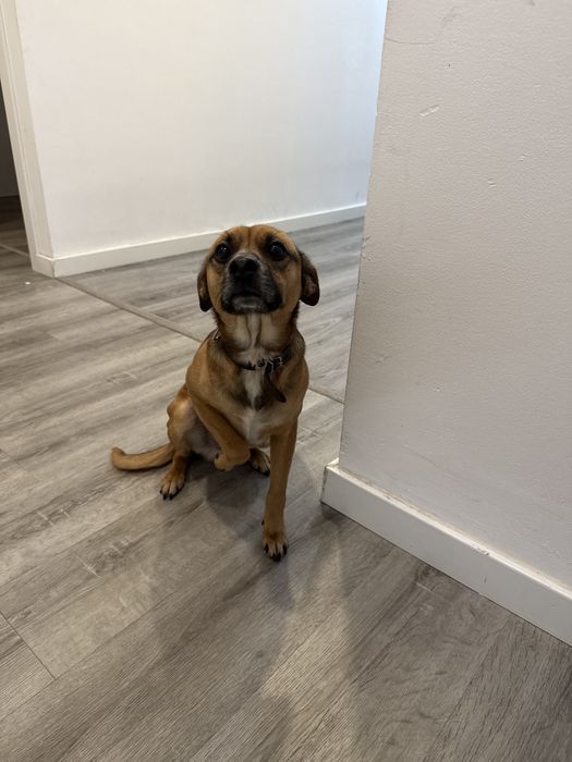 Adoção responsavel