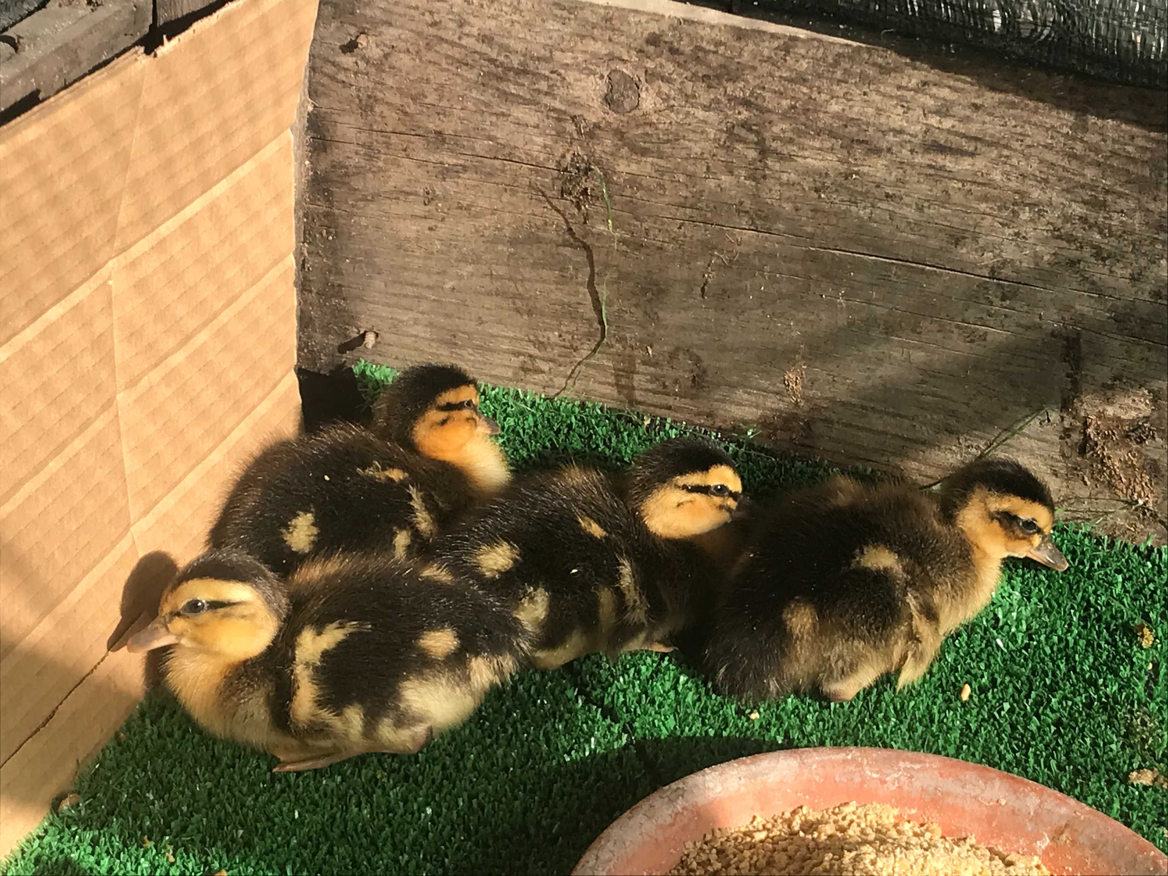 Patos Rouen BIO, para criar, adultos e ovos fecundados