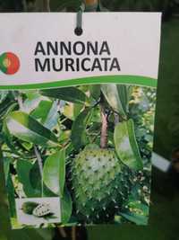 Anona muricata planta