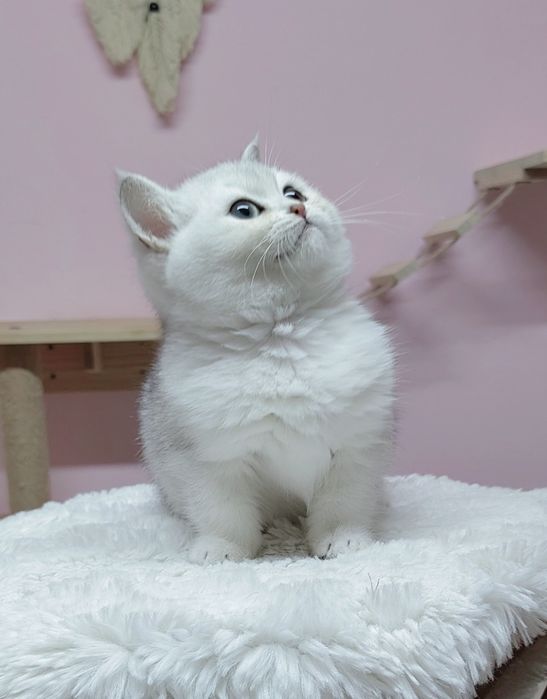 British shorthair silver