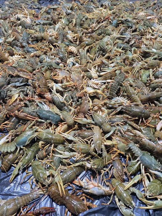 Свіжовиловлений рак в асортименті (30-50 г) під замовлення, є опт