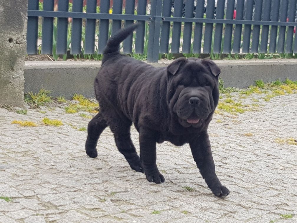 Shar pei czarna suczka