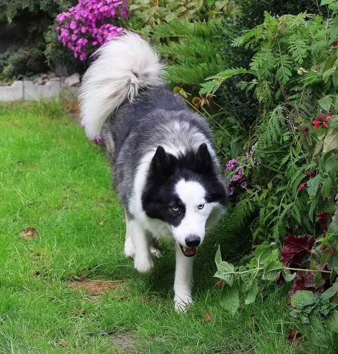 Suczka Atena łajka jakucka FCI umowa wyprawka chip po pięknej parze