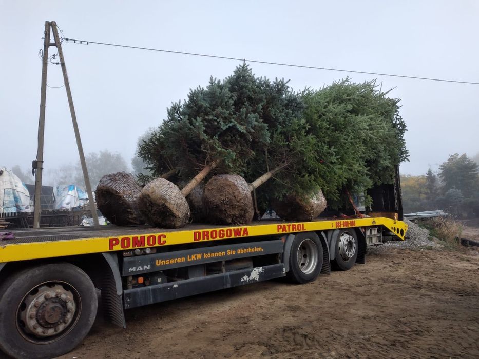Szkółka drzew i krzewów, lampy ogrodowe