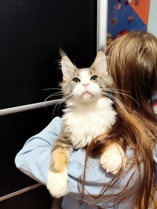 Kocur Nugat Maine coon FPL