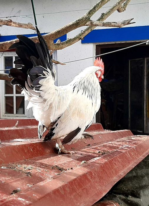 Vende-se galo Nagazaki cruzado com Mil Flores em Mafra/Ericeira