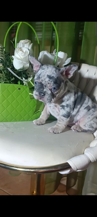 Дівчинка блакитне мерлє