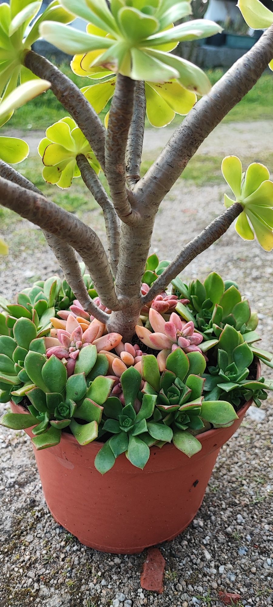 Planta suculenta