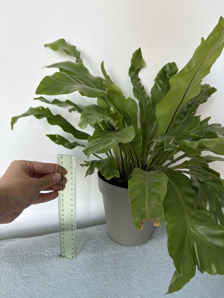 Paproć Asplenium nidus 'Crispy Wave'