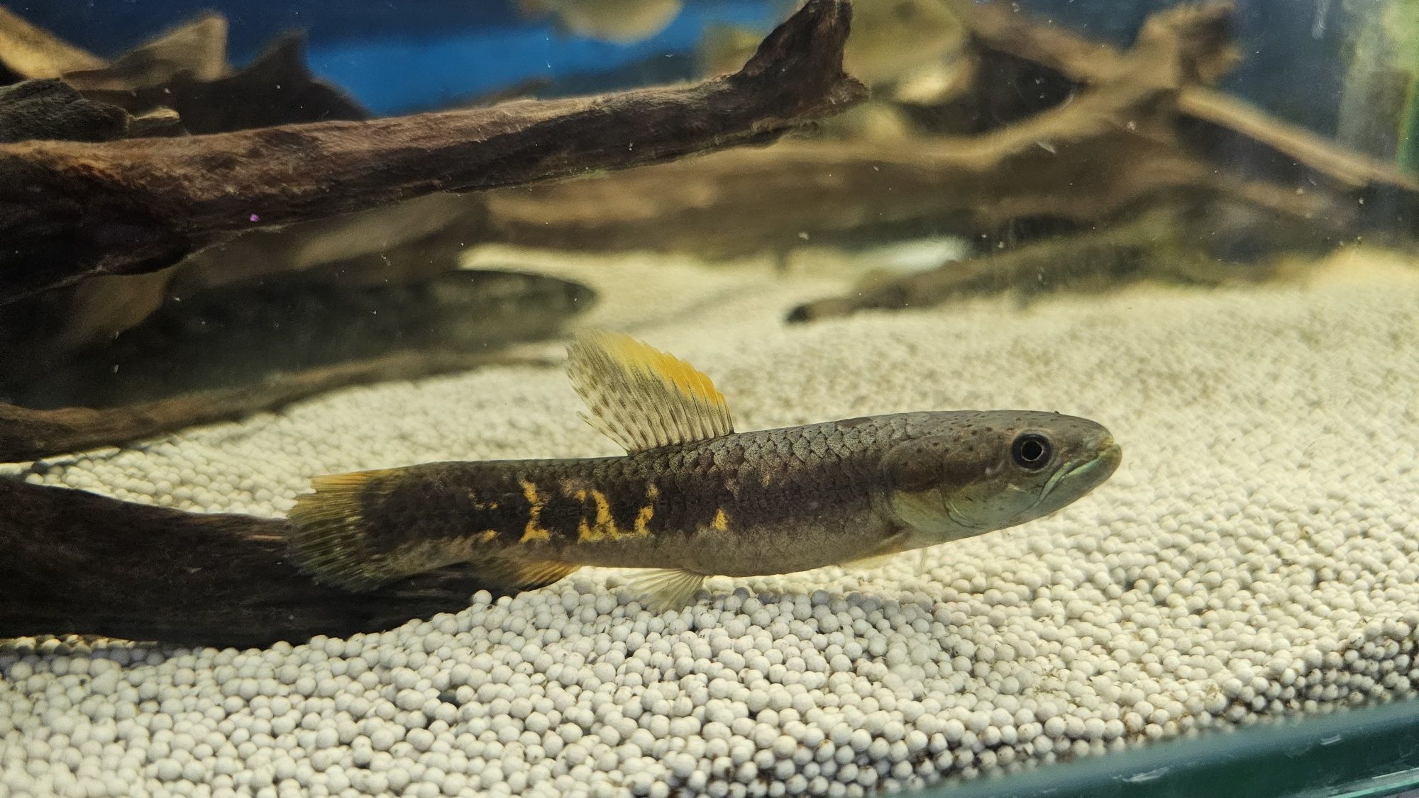 Hoplias malabaricus